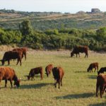 Pastures de Castelltallat Carn de vedella ecològica