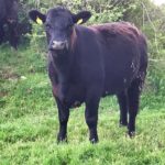 vedell Black Angus