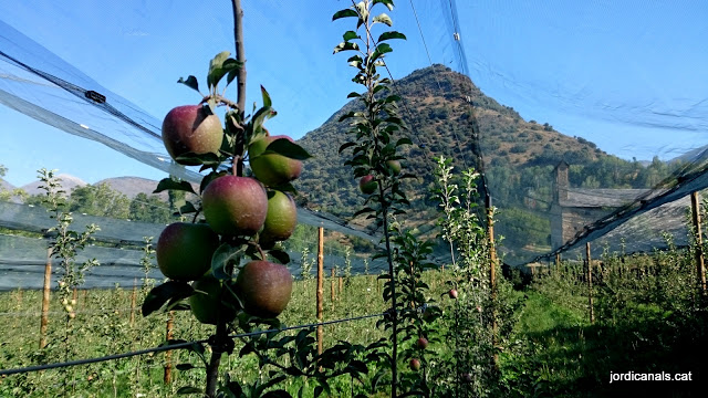 Pomes d'Escalarre, Pomes d'alta muntanya