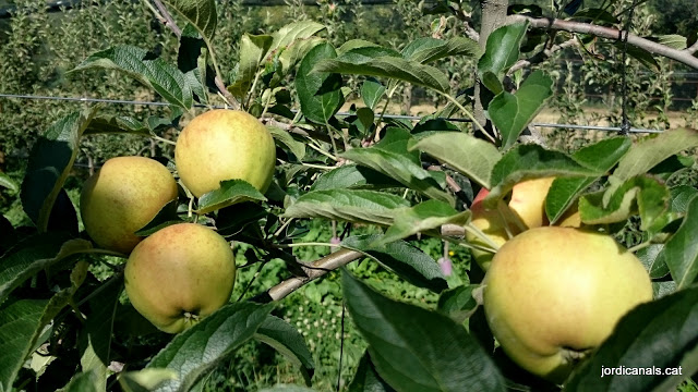 Pomes d'alta muntanya