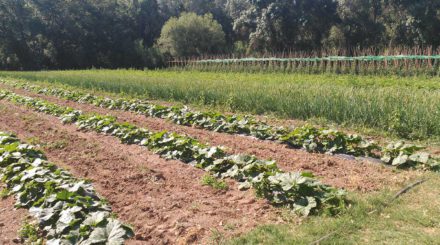 L'Hort del Navarro